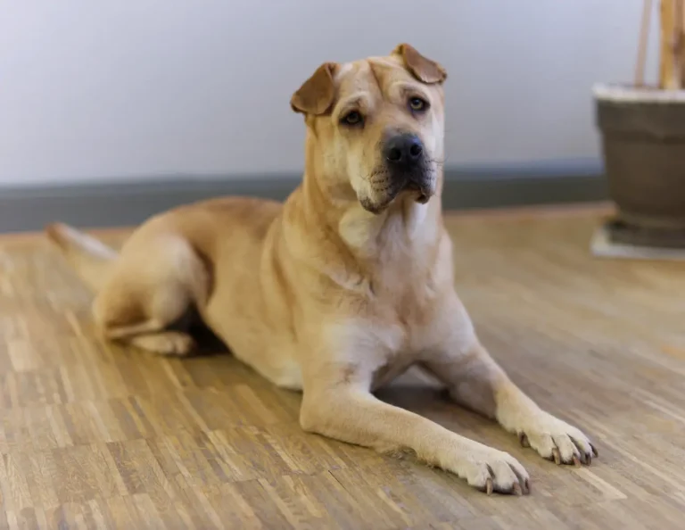 Unsere Pausenmanagerin Charly (unser Bürohund). Er liegt auf dem Paket und schaut in die Kamera.
