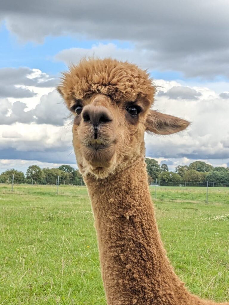 Hansolu Teambuilding auf der Alpakafarm. Man sieht ein Alpaka.