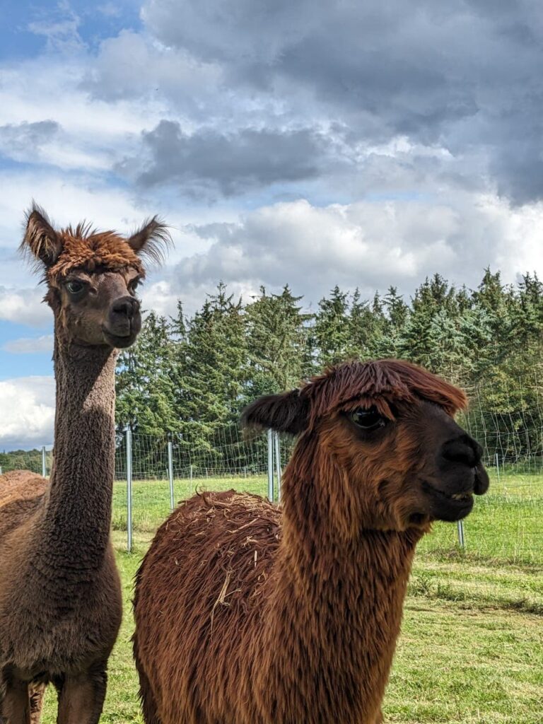 Hansolu Teambuilding auf der Alpakafarm. Man sieht zwei Alpakas.